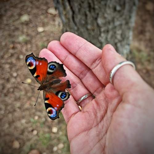 Photo #11325372