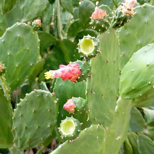 Green prickly pear.
