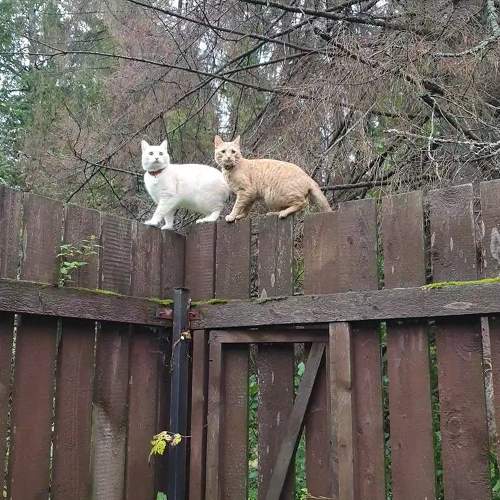 Photo #11326040