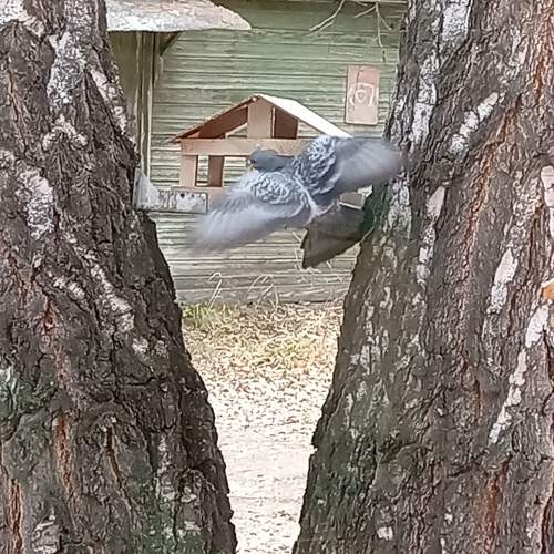Photo #11326239