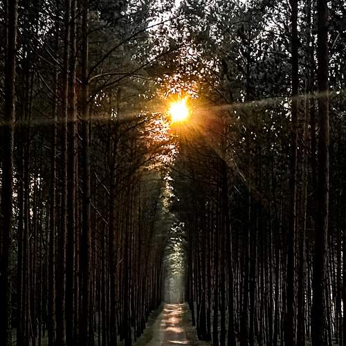 Photo #11327459