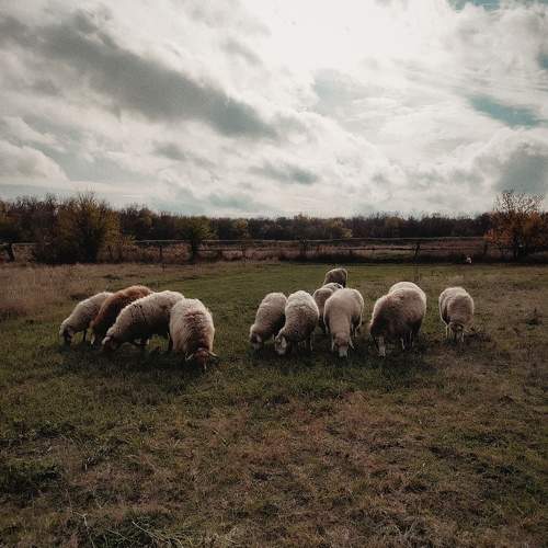 Photo #11329527