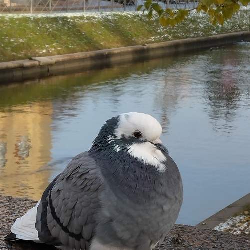 Photo #11329536
