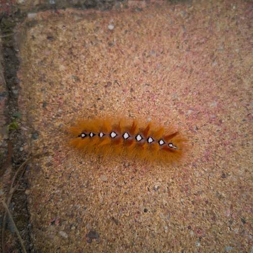 Photo #11329880