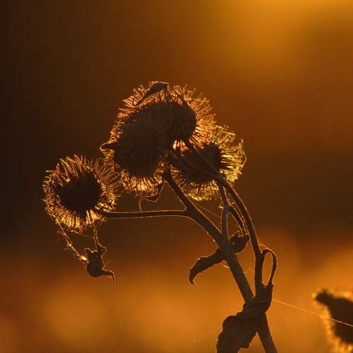 Photo #11330638