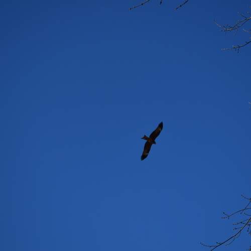 Photo #11330945