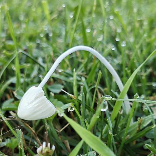 Photo #11331766