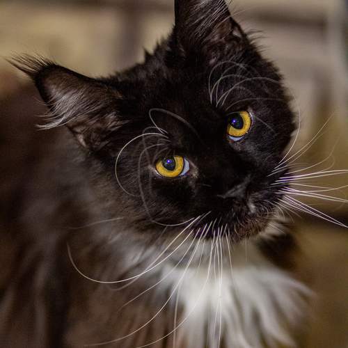 Photo #11332484