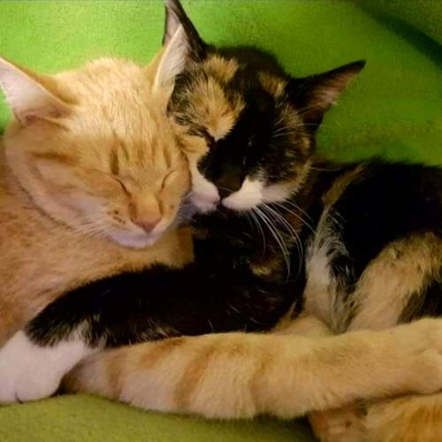 Photo #11333018
