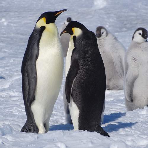 Photo #11333066