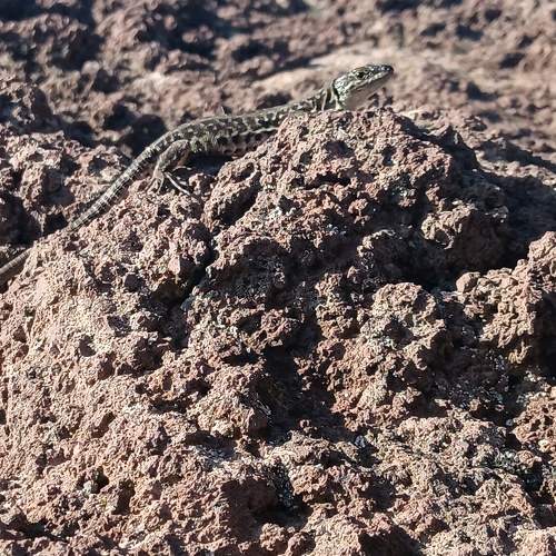 Photo #11334334