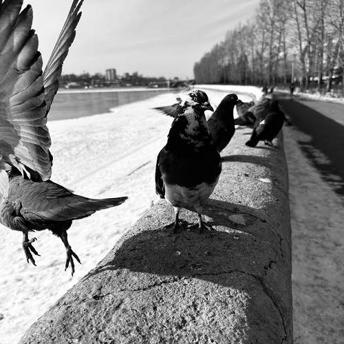Photo #11334404