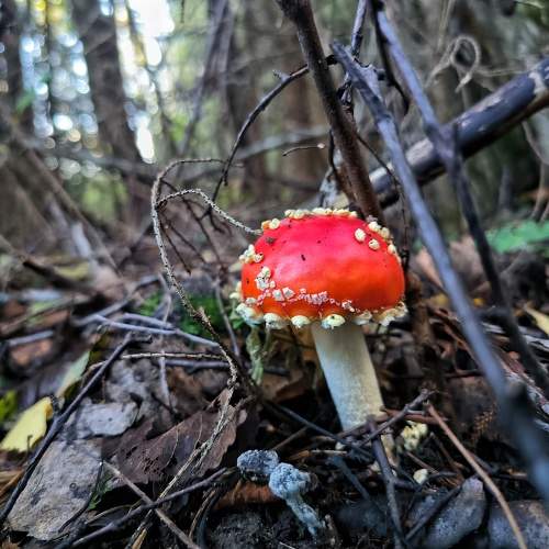 Photo #11334994