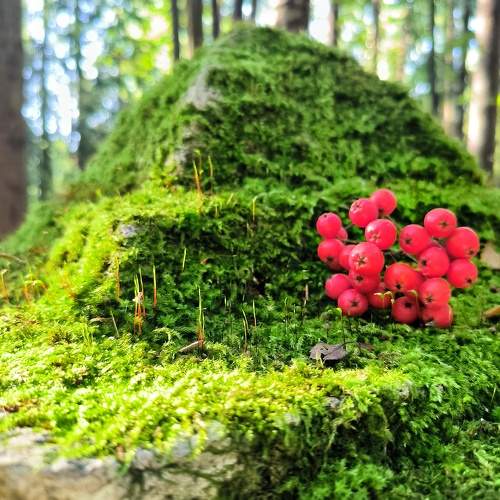 Photo #11335035