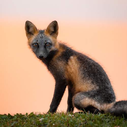 Photo #11335238
