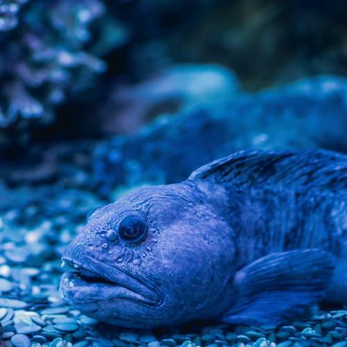 Photo #11336075