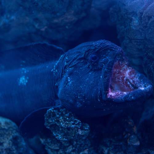 Photo #11336086