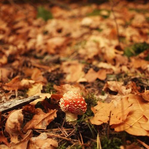 Photo #11336490