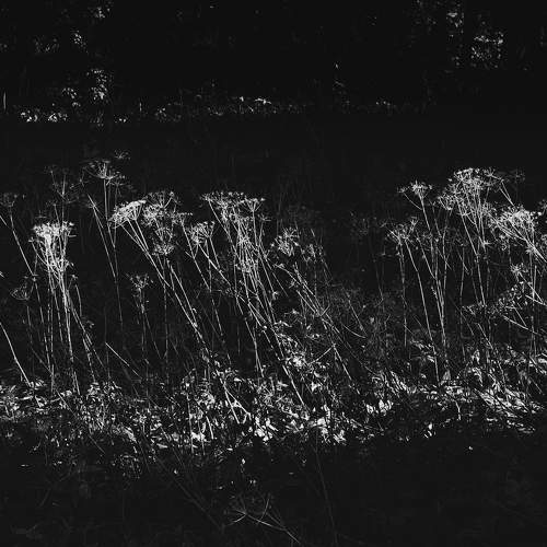 Photo #11336876