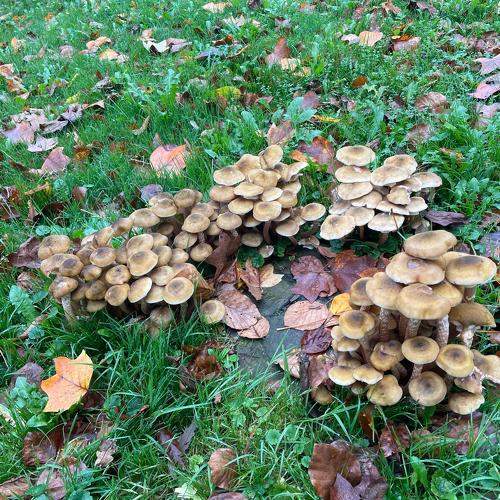 Photo #11337304