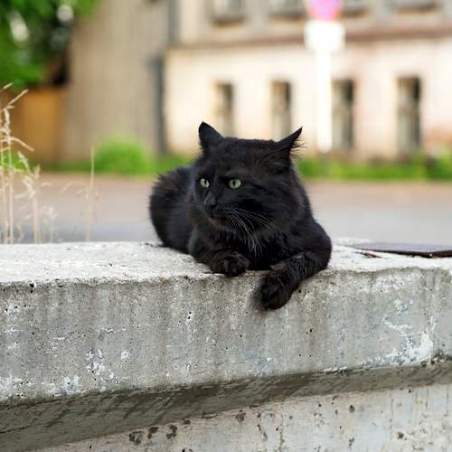 Photo #11338148