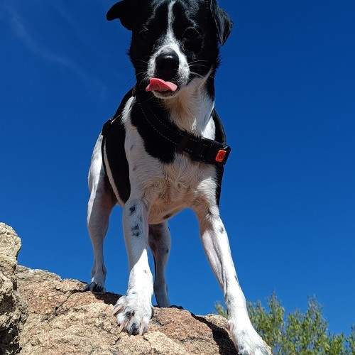 Photo #11338160