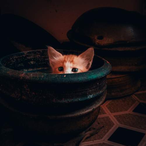 Peekaboo