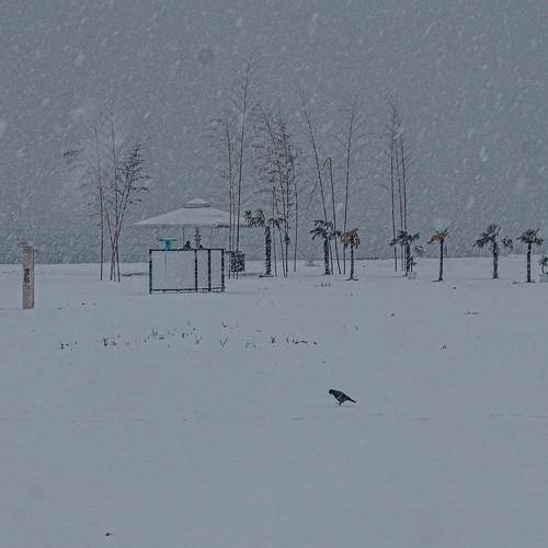 Photo #11339235