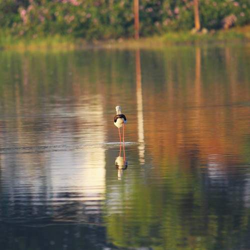 Photo #11339289