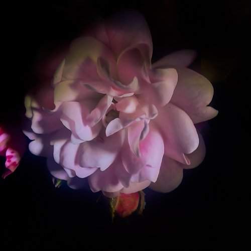 Photo #11339750