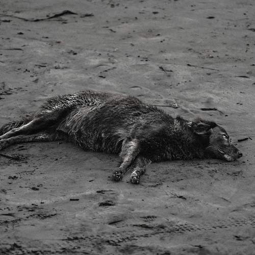 Photo #11339881