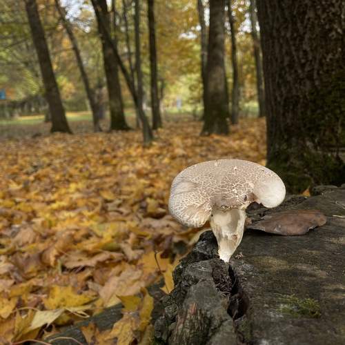 Photo #11340017