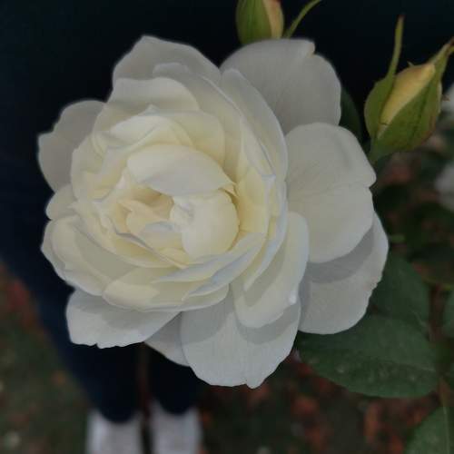 Photo #11340130