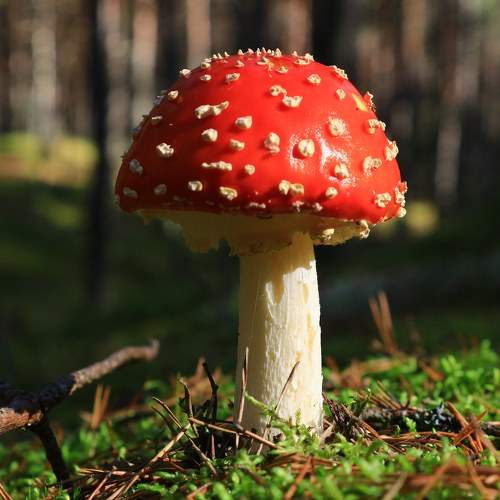 Photo #11340198