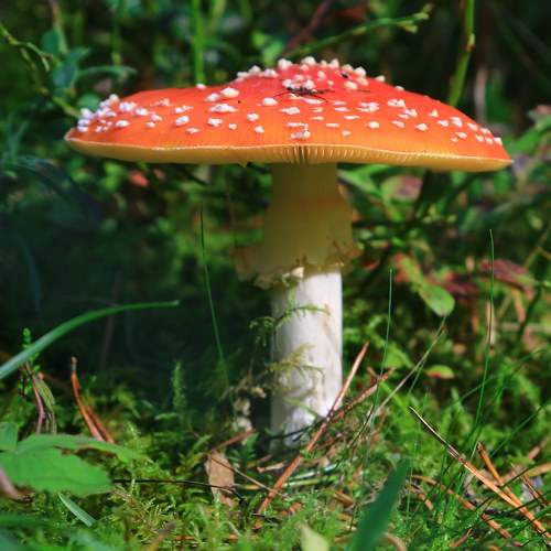 Photo #11340199
