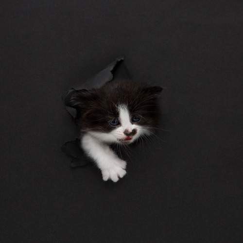 Фотография #11340353