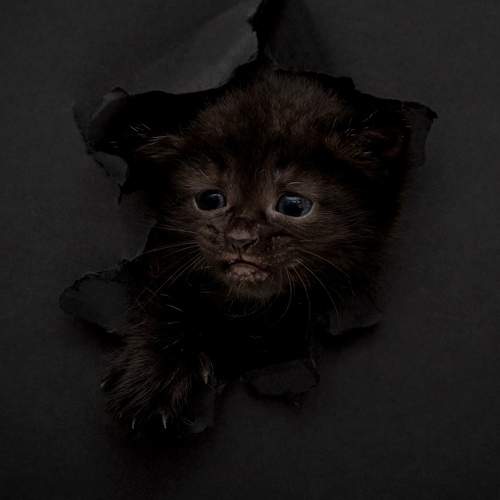 Фотография #11340358