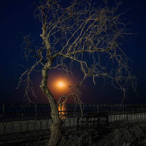 Photo #11340937