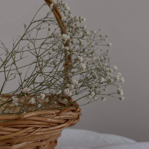 Photo #11341284