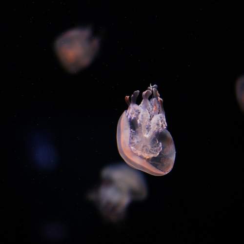 Photo #11341315