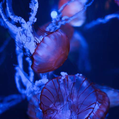 Photo #11341363