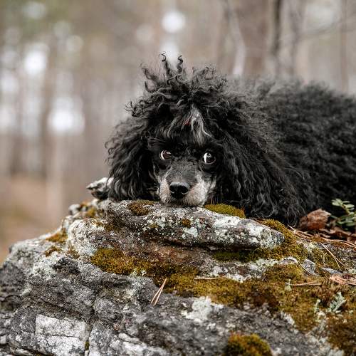 Photo #11342362