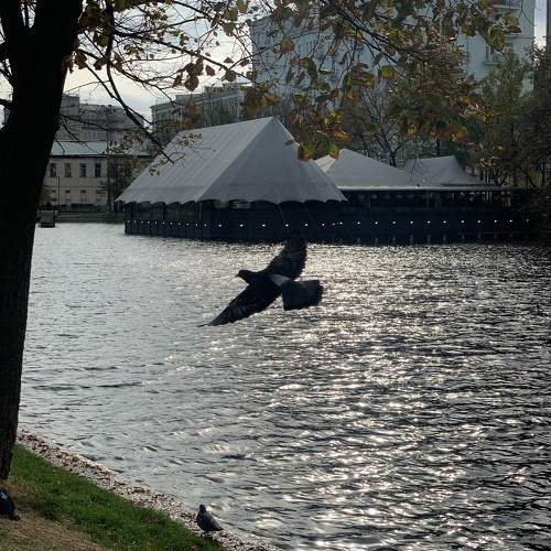 Photo #11342621
