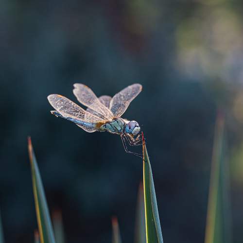 Dragonfly
