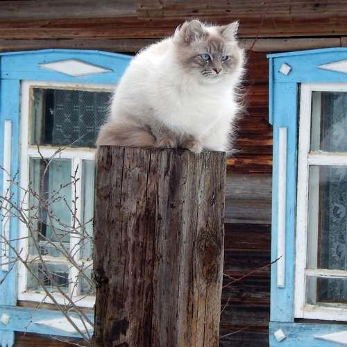 Photo #11344659