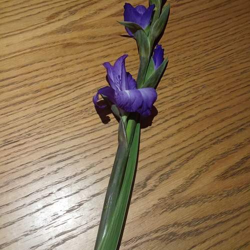 Photo #11344667