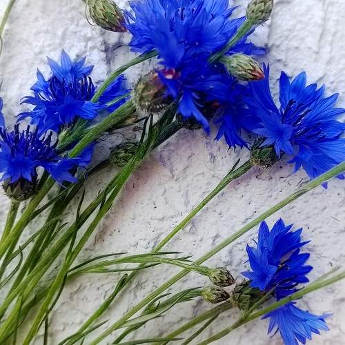 Photo #11344710