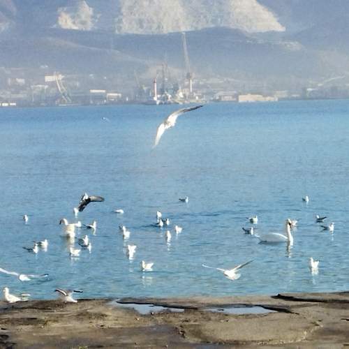 Photo #11346138