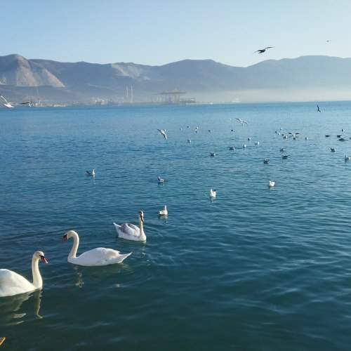 Photo #11346190