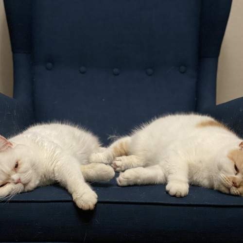 Photo #11346317